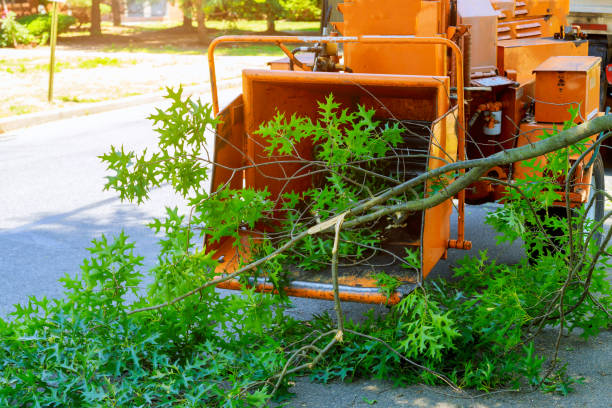 Residential Tree Removal in Washington, KS